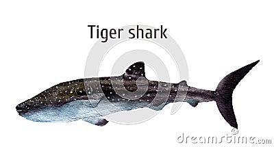 Watercolor sea tiger shark. Requiem shark isolated on white background. For design, prints, background, t-shirt Stock Photo