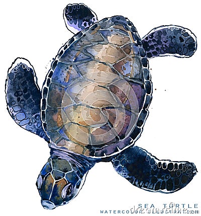 Watercolor sea turtle illustration. Cartoon Illustration