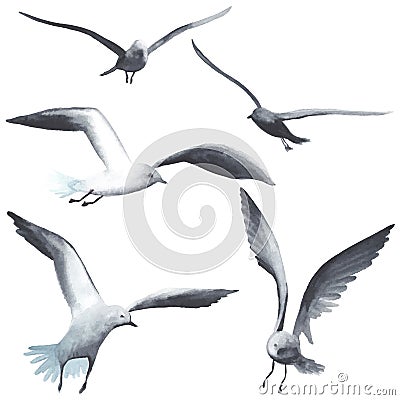 Watercolor seagull Vector Illustration