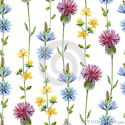 Watercolor seamless floral pattern with chicory, tutsan, and thistle Cartoon Illustration