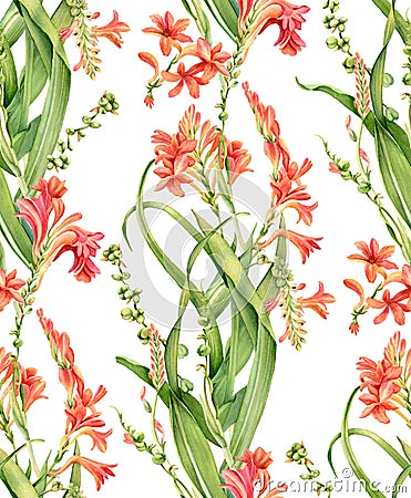 Watercolor seamless pattern. Crocosmia flowers in bloom. Colourful tropical floral design isolated on white. Botanical Cartoon Illustration