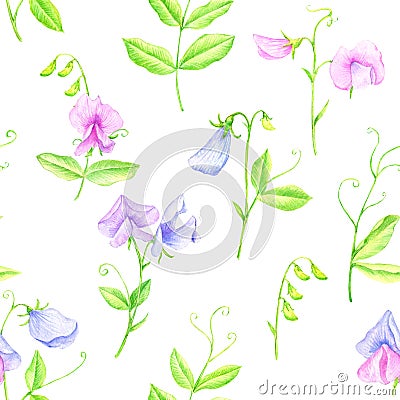 watercolor seamless pattern with drawing flowers of sweet peas Cartoon Illustration