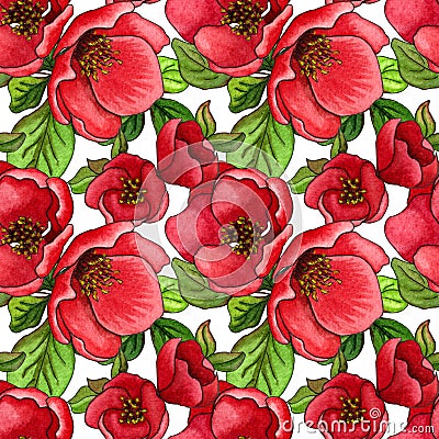 Watercolor seamless pattern of Japanese quince chaenomeles in bloom, hand drawn floral illustration Cartoon Illustration