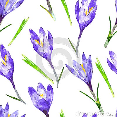 Watercolor seamless pattern with purple crocus flower and green Vector Illustration