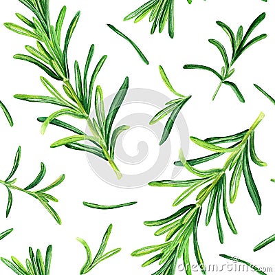 Watercolor seamless pattern with rosemary herb. Botanical illustration isolated on white for wrapping, wallpaper textile Cartoon Illustration