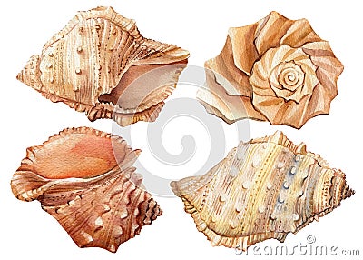 Watercolor seashell. Hand drawn illustration isolated on white background Cartoon Illustration