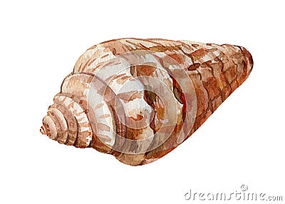 Watercolor seashell on an isolated white background, hand drawing, summer sea clipart Cartoon Illustration