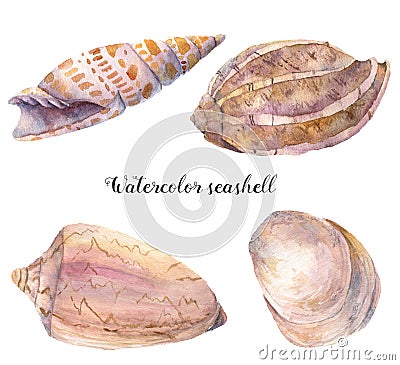 Watercolor seashell set. Hand painted underwater tropical animal illustration isolated on white background. For design Cartoon Illustration