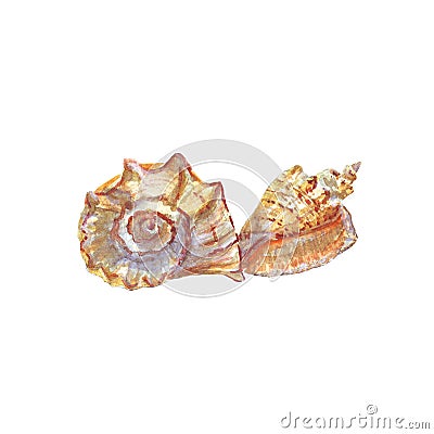 Watercolor of seashells on white background isolated Stock Photo