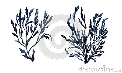 Watercolor seaweed. Hand painted illustration of algae. Blue water plant. Cartoon Illustration