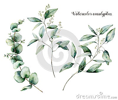 Watercolor seeded eucalyptus set. Hand painted eucalyptus branch and leaves isolated on white background. Floral Cartoon Illustration