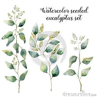 Watercolor seeded eucalyptus set. Hand painted floral illustration with silver leaves and branches isolated on white Cartoon Illustration