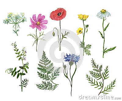 Wildflowers collection. Watercolor hand drawn wild flowers and herbs illustration, isolated on white background. Cornflower, poppy Cartoon Illustration