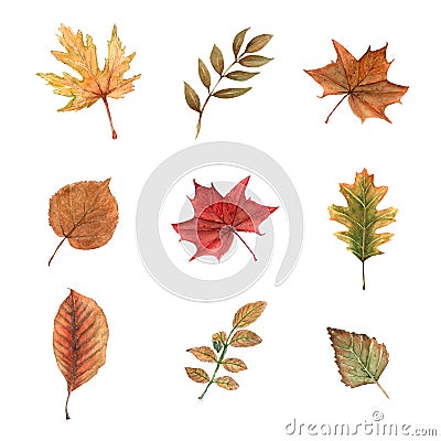 Watercolor set of autumn leaves on a white background.Beauty elegant leaves for texture, print, textile fabric, wallpaper Stock Photo