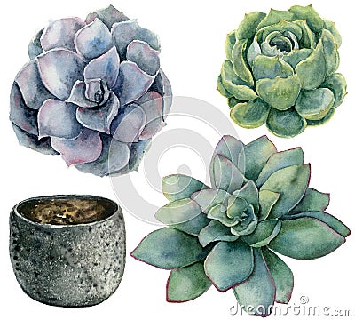 Watercolor set with blue and green succulent with pot. Hand painted flowers and pot isolated on white background Cartoon Illustration