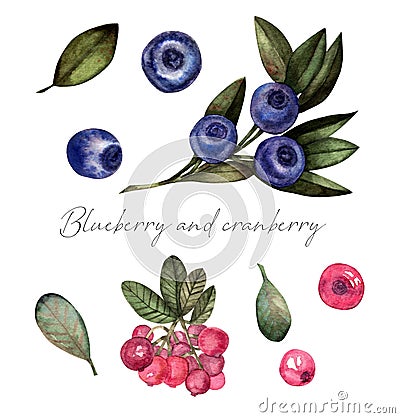 Watercolor set of blueberries and cranberries Cartoon Illustration