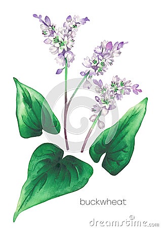 Watercolor set of buckwheat flowers and leaves Stock Photo