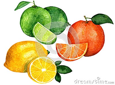 Watercolor set citrus lime lemon orange whole and slices Cartoon Illustration