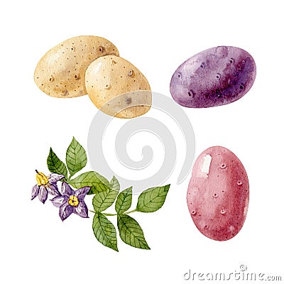 Watercolor set with colored potatos and potato flowers and leaves isolated on white background. Stock Photo