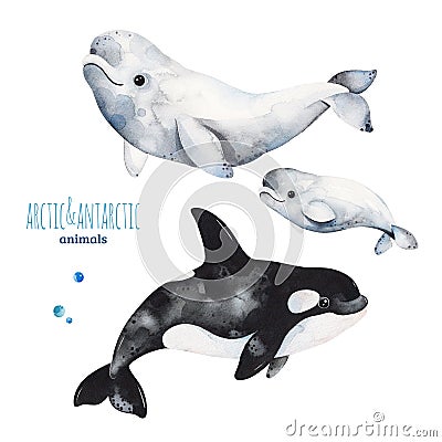 Watercolor set with cute beluga and orca whale Stock Photo