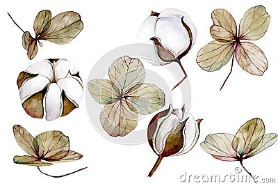 Watercolor set with dry hydrangea and cotton flowers. clip-art of dried flowers, autumn flowers. isolated on white background cott Stock Photo