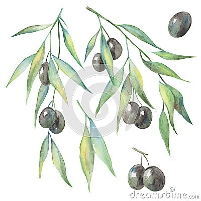 21 watercolor, olives on the branch, isolate on a white background Stock Photo