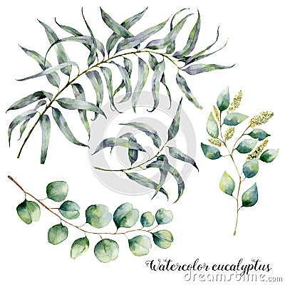Watercolor set with eucalyptus branch. Hand painted floral illustration with leaves and branches of seeded and silver Cartoon Illustration