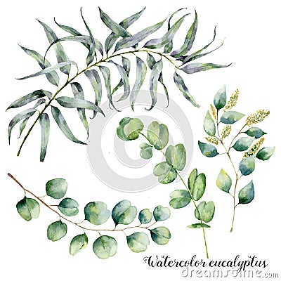 Watercolor set with eucalyptus branch. Hand painted floral illustration with leaves and branches of seeded and silver Cartoon Illustration