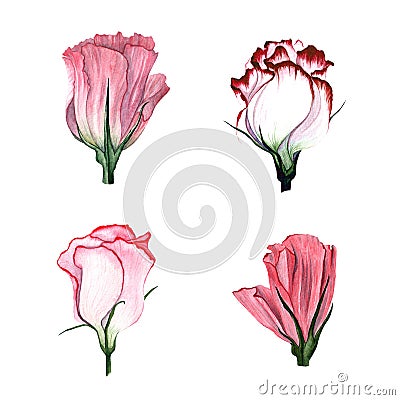 Watercolor set of flowers Eustoma Stock Photo