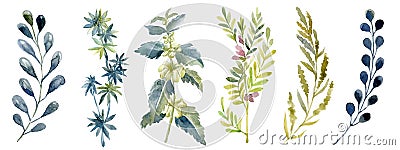 Watercolor set with forest leaf. Wash drawing illustration. Cartoon Illustration