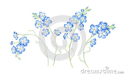 Watercolor set of forget me not flowers isolated on white background. Cartoon Illustration