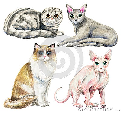 Watercolor set with four different breeds of cats Cartoon Illustration