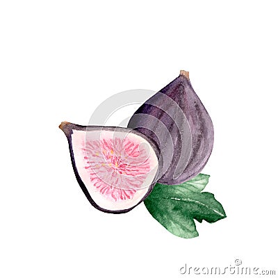 Watercolor set of fresh figs, slices of figs and leaves on a white background. Stock Photo