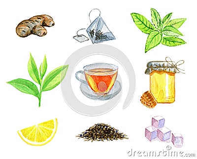 Watercolor set of ginger, teabag, mint, tea leaf, tea cup, bank of honey & honeycomb, lemon, dry tea and refined sugar Stock Photo