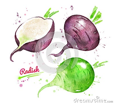 Watercolor set of green and black radish Stock Photo