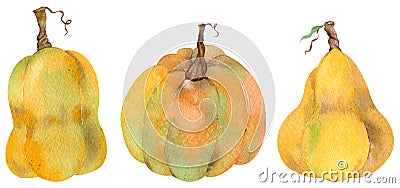 Watercolor set of isolated orange pumpkins. Thanksgiving collection of pumpkin harvest. Autumn set. Cartoon Illustration