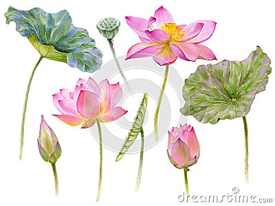 Watercolor set of lotuses on white background for your card, invitation, greeting or design. Cartoon Illustration