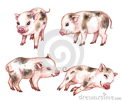 Watercolor Set of Micro Pigs Stock Photo