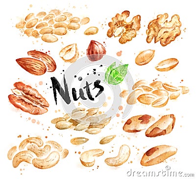 Watercolor set of peeled nuts Stock Photo