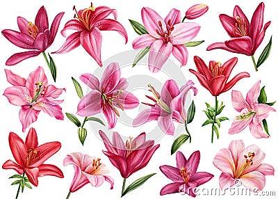 Watercolor set pink lilies. Delicate lili flowers on a white background. Flora for wedding invitations, greeting cards Cartoon Illustration