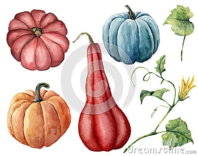 Watercolor set with pumpkins. Hand painted red, blue and orange pumpkins with leaves and branches isolated on white Cartoon Illustration