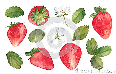 Watercolor set of red juicy strawberries with leaves and flowes Cartoon Illustration