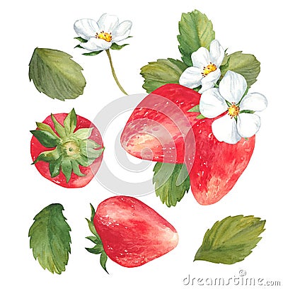Watercolor set of red juicy strawberries with leaves and flowes Cartoon Illustration