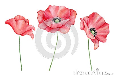 Watercolor set of red poppy flowers isolated on background. Blooming bright scarlet head with black heart. Hand drawn Cartoon Illustration