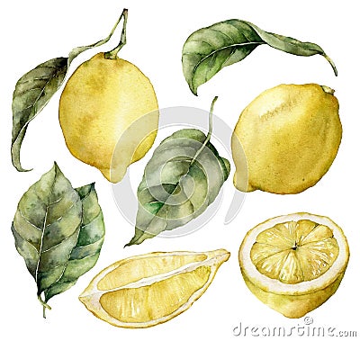 Watercolor set of ripe lemons and leaves. Hand painted fresh fruits isolated on white background. Tasty food Cartoon Illustration