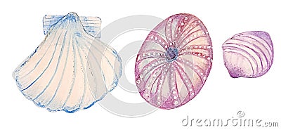 Watercolor set of sammer. Three isolated shells Stock Photo