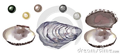 Watercolor set of seashells and pearls isolated on white background Cartoon Illustration