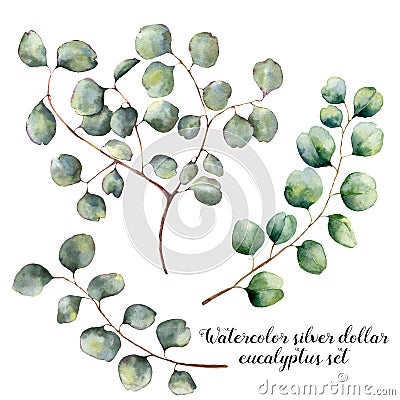 Watercolor set with silver dollar eucalyptus. Hand painted floral illustration with round leaves and branches isolatedon Cartoon Illustration