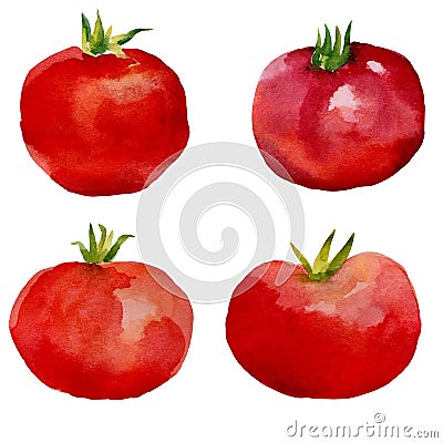 Watercolor set tomatoes. Vector Illustration
