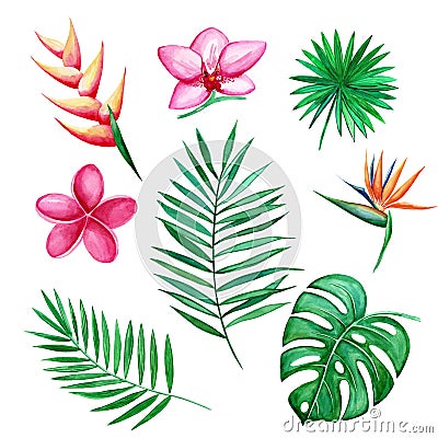 Watercolor set of Tropical leaves and flowers isolated elements on white background. Hand-drawn illustration Cartoon Illustration